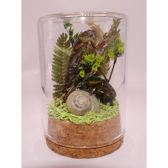 Cicada June Bug Snail Shell Luna Moth Wing Dried Flowers Oddity Jar taxidermy - Picture 13 of 14